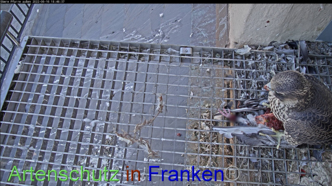 © Artenschutz in Franken® Bild zum Eintrag (1070269-160)