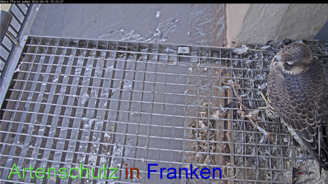 © Artenschutz in Franken® Bild zum Eintrag (1070270-160)