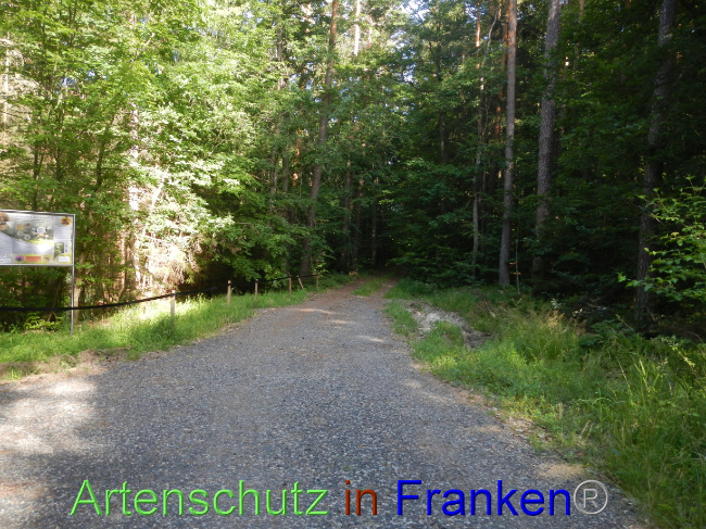 © Artenschutz in Franken® Bild zum Eintrag (1070311-160)