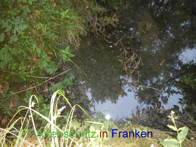 © Artenschutz in Franken® Bild zum Eintrag (1070352-160)