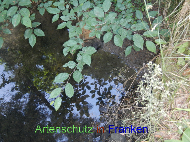 © Artenschutz in Franken® Bild zum Eintrag (1070354-160)