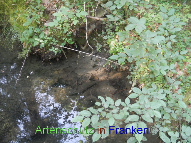 © Artenschutz in Franken® Bild zum Eintrag (1070355-160)