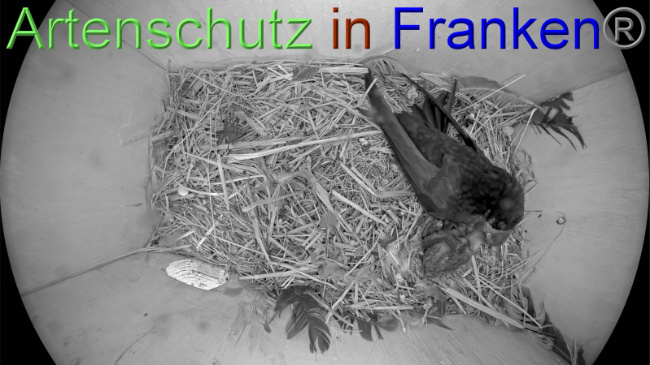 © Artenschutz in Franken® Bild zum Eintrag (1070458-160)
