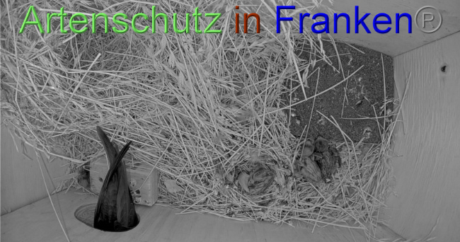 © Artenschutz in Franken® Bild zum Eintrag (1070459-160)