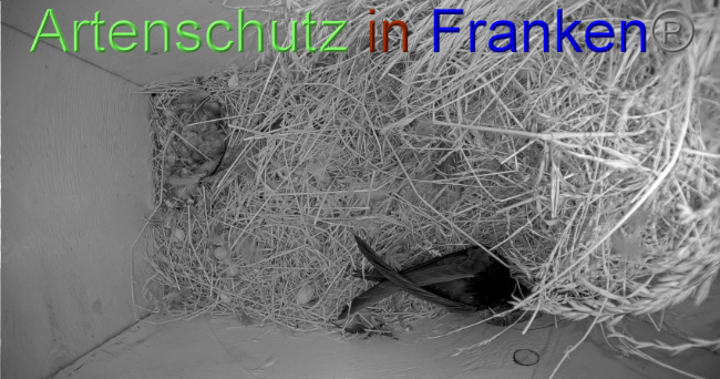© Artenschutz in Franken® Bild zum Eintrag (1070460-160)