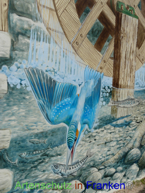 © Artenschutz in Franken® / Oberschmidt Bild zum Eintrag (1070490-160)