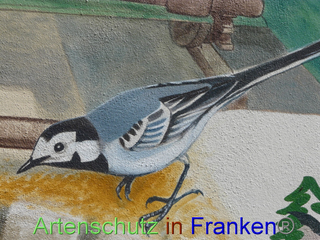 © Artenschutz in Franken® / Oberschmidt Bild zum Eintrag (1070491-160)