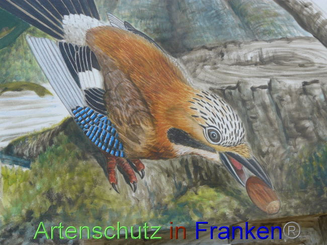 © Artenschutz in Franken® / Oberschmidt Bild zum Eintrag (1070492-160)