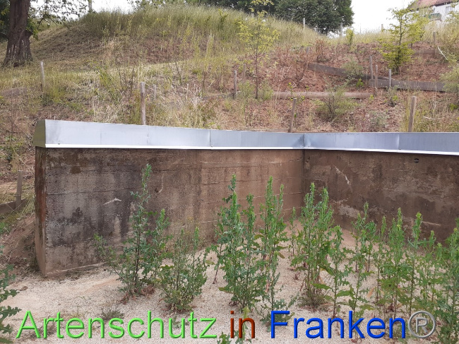 © Artenschutz in Franken® Bild zum Eintrag (1070765-160)
