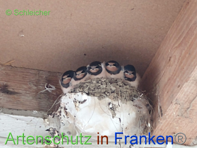 © Artenschutz in Franken® / Schleicher Bild zum Eintrag (1070819-160)