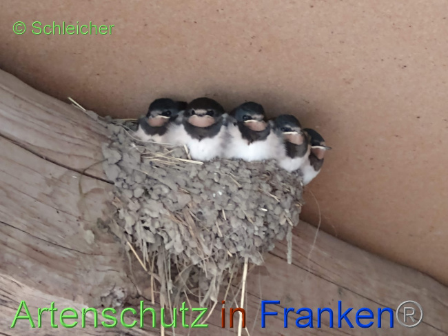 © Artenschutz in Franken® / Schleicher Bild zum Eintrag (1070821-160)