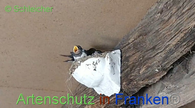 © Artenschutz in Franken® / Schleicher Bild zum Eintrag (1070822-160)