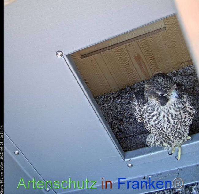 © Artenschutz in Franken® Bild zum Eintrag (1070845-160)