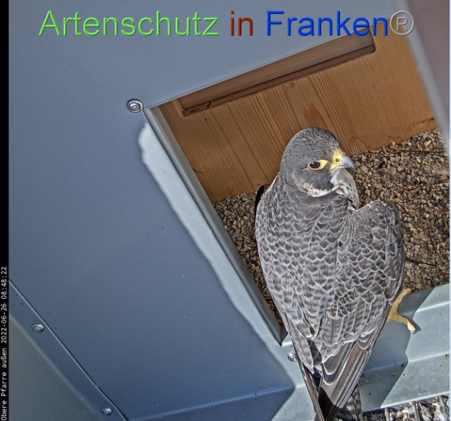 © Artenschutz in Franken® Bild zum Eintrag (1070853-160)