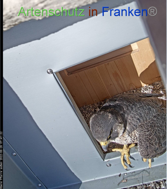 © Artenschutz in Franken® Bild zum Eintrag (1070854-160)
