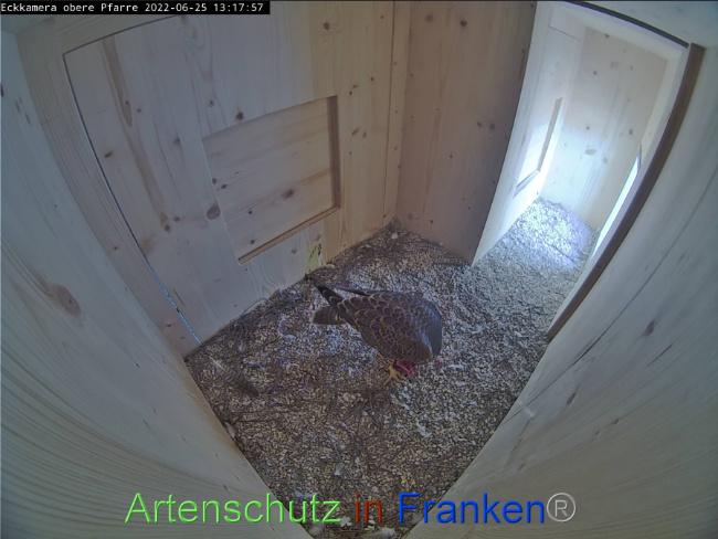 © Artenschutz in Franken® Bild zum Eintrag (1070855-160)