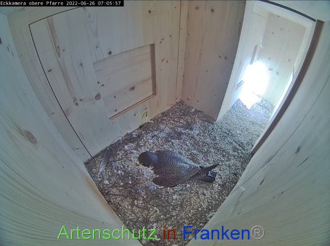 © Artenschutz in Franken® Bild zum Eintrag (1070856-160)