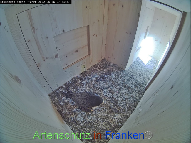 © Artenschutz in Franken® Bild zum Eintrag (1070858-160)