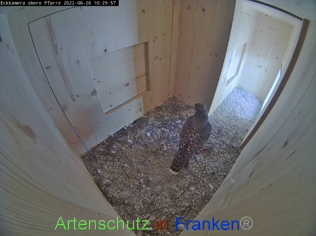 © Artenschutz in Franken® Bild zum Eintrag (1070859-160)