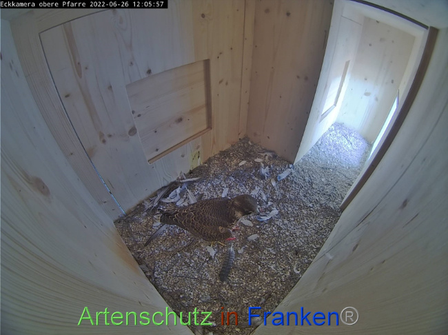 © Artenschutz in Franken® Bild zum Eintrag (1070861-160)