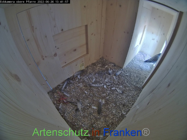 © Artenschutz in Franken® Bild zum Eintrag (1070862-160)