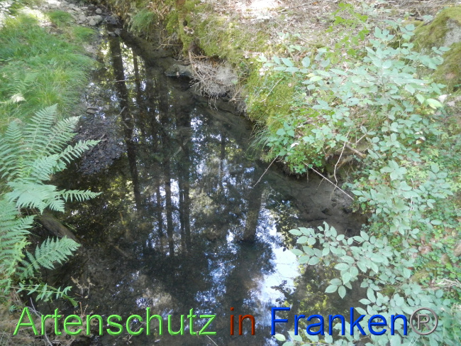 © Artenschutz in Franken® Bild zum Eintrag (1070974-160)