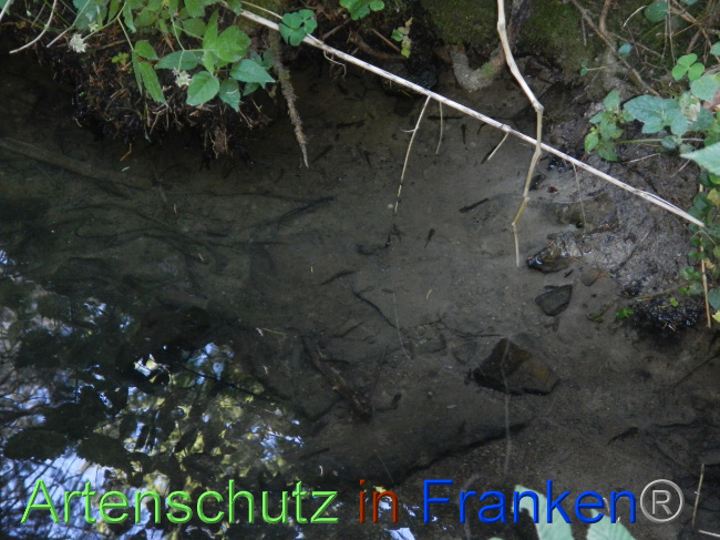 © Artenschutz in Franken® Bild zum Eintrag (1070975-160)
