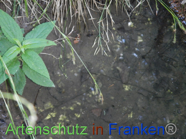 © Artenschutz in Franken® Bild zum Eintrag (1070976-160)