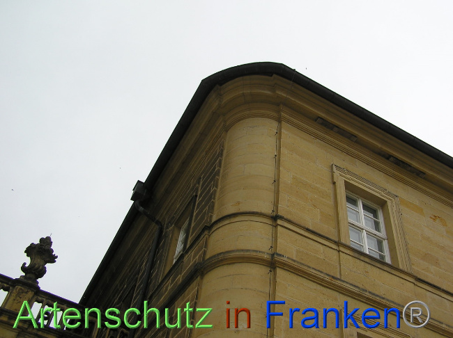 © Artenschutz in Franken® / Kunze Bild zum Eintrag (1071030-160)