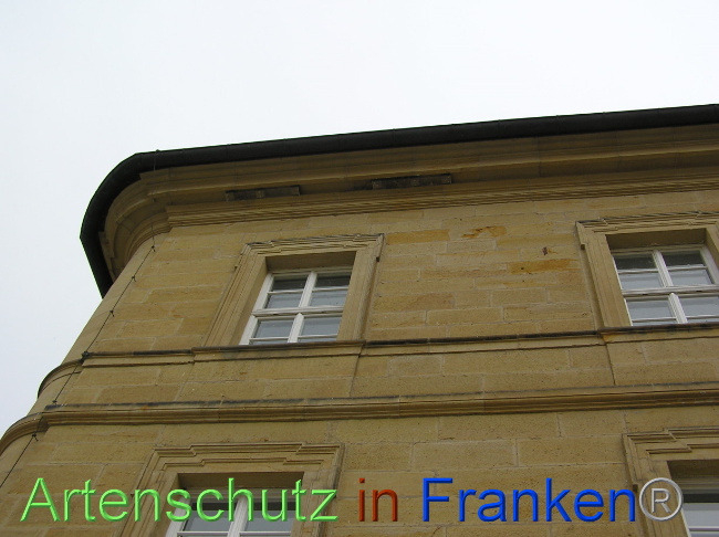 © Artenschutz in Franken® / Kunze Bild zum Eintrag (1071031-160)