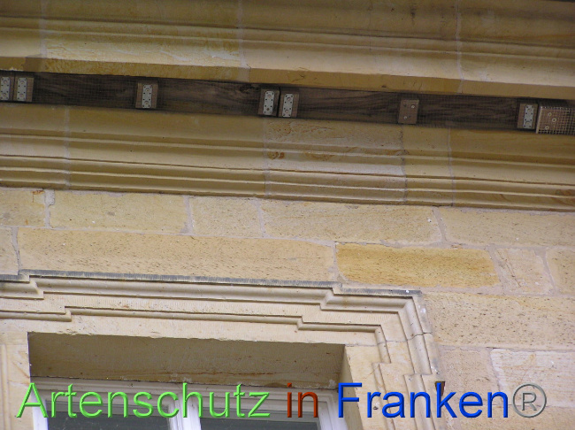 © Artenschutz in Franken® / Kunze Bild zum Eintrag (1071033-160)