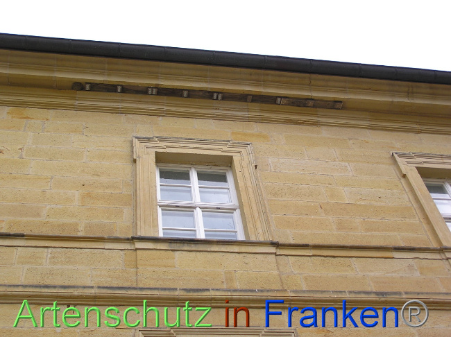 © Artenschutz in Franken® / Kunze Bild zum Eintrag (1071034-160)