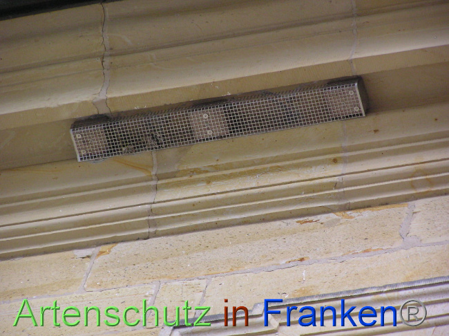 © Artenschutz in Franken® / Kunze Bild zum Eintrag (1071035-160)