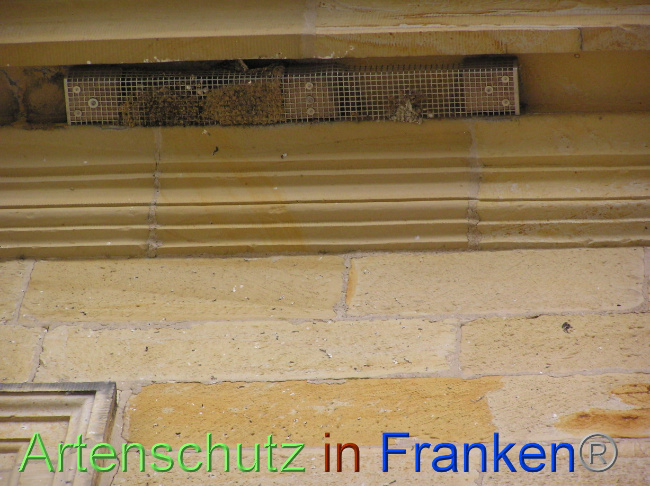 © Artenschutz in Franken® / Kunze Bild zum Eintrag (1071036-160)