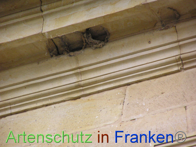 © Artenschutz in Franken® / Kunze Bild zum Eintrag (1071037-160)