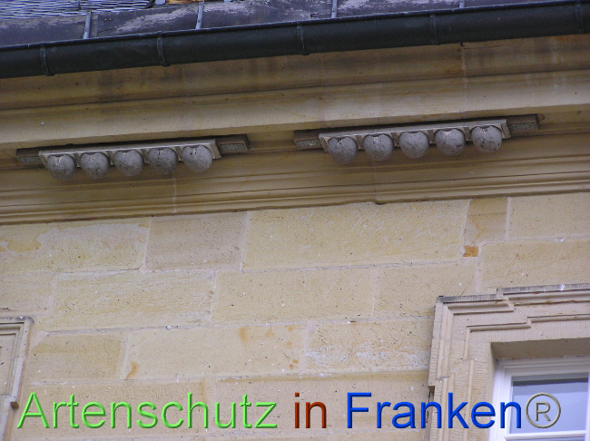 © Artenschutz in Franken® / Kunze Bild zum Eintrag (1071041-160)