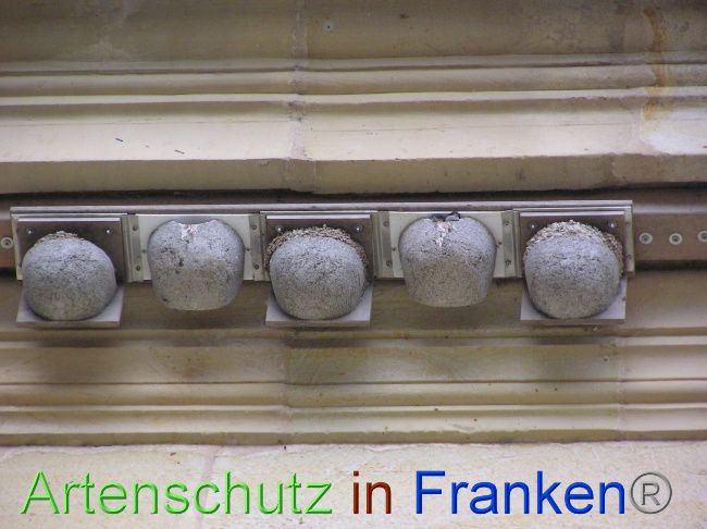 © Artenschutz in Franken® / Kunze Bild zum Eintrag (1071042-160)