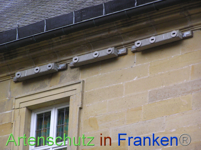© Artenschutz in Franken® Bild zum Eintrag (1071086-160)
