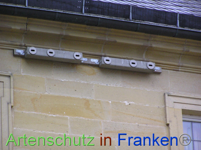 © Artenschutz in Franken® Bild zum Eintrag (1071090-160)