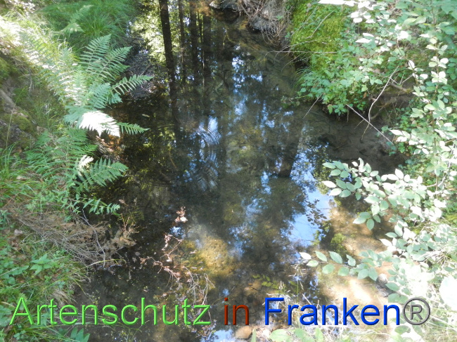 © Artenschutz in Franken® Bild zum Eintrag (1071286-160)