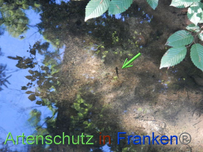 © Artenschutz in Franken® Bild zum Eintrag (1071287-160)