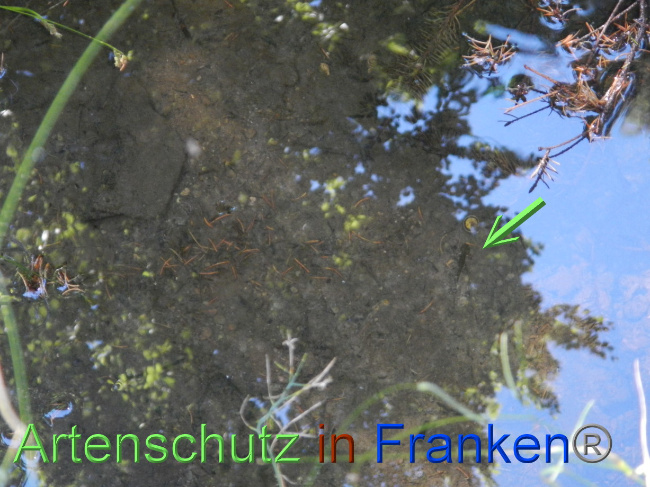 © Artenschutz in Franken® Bild zum Eintrag (1071288-160)