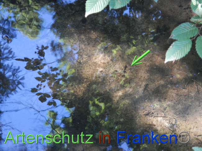 © Artenschutz in Franken® Bild zum Eintrag (1071290-160)