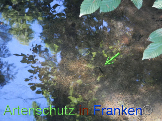 © Artenschutz in Franken® Bild zum Eintrag (1071291-160)