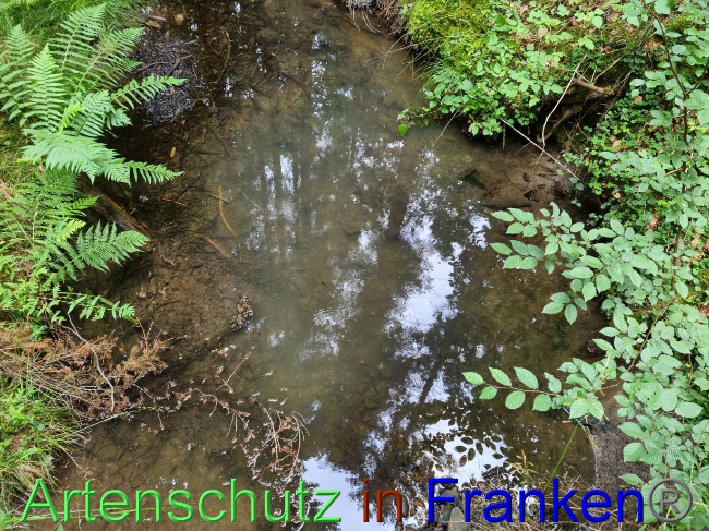 © Artenschutz in Franken® Bild zum Eintrag (1071593-160)