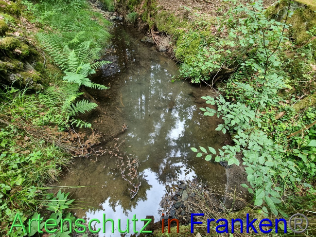 © Artenschutz in Franken® Bild zum Eintrag (1071594-160)