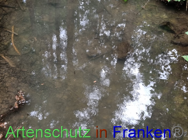 © Artenschutz in Franken® Bild zum Eintrag (1071595-160)
