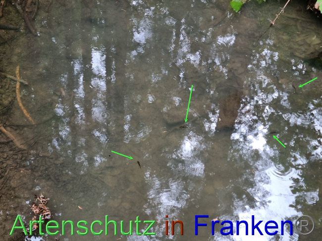© Artenschutz in Franken® Bild zum Eintrag (1071597-160)