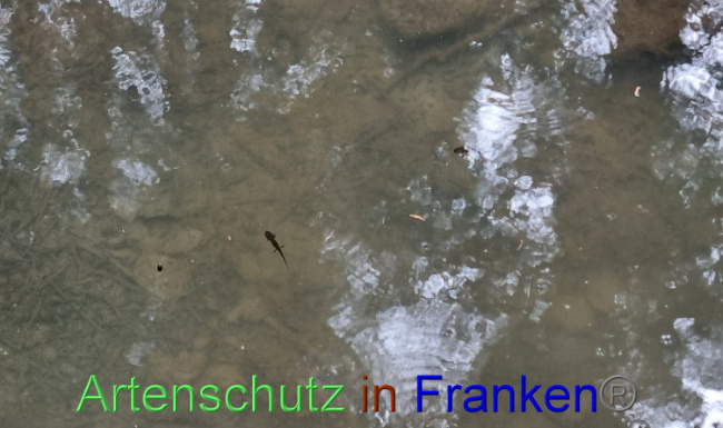 © Artenschutz in Franken® Bild zum Eintrag (1071598-160)