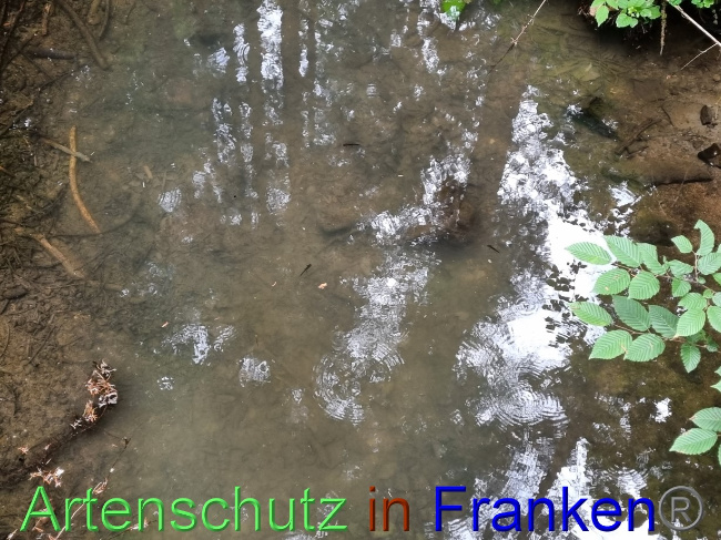 © Artenschutz in Franken® Bild zum Eintrag (1071599-160)
